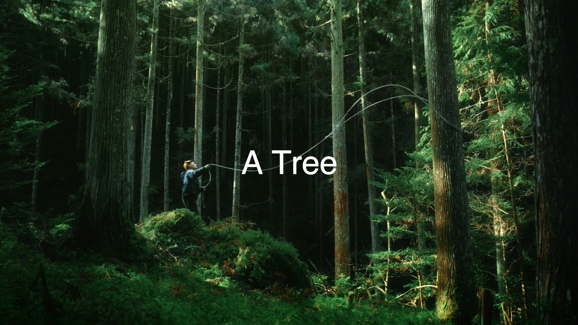 GINZA SIXとDAIKEI MILLSの協業プロジェクト「A Tree」のドキュメンタリームービーが公開