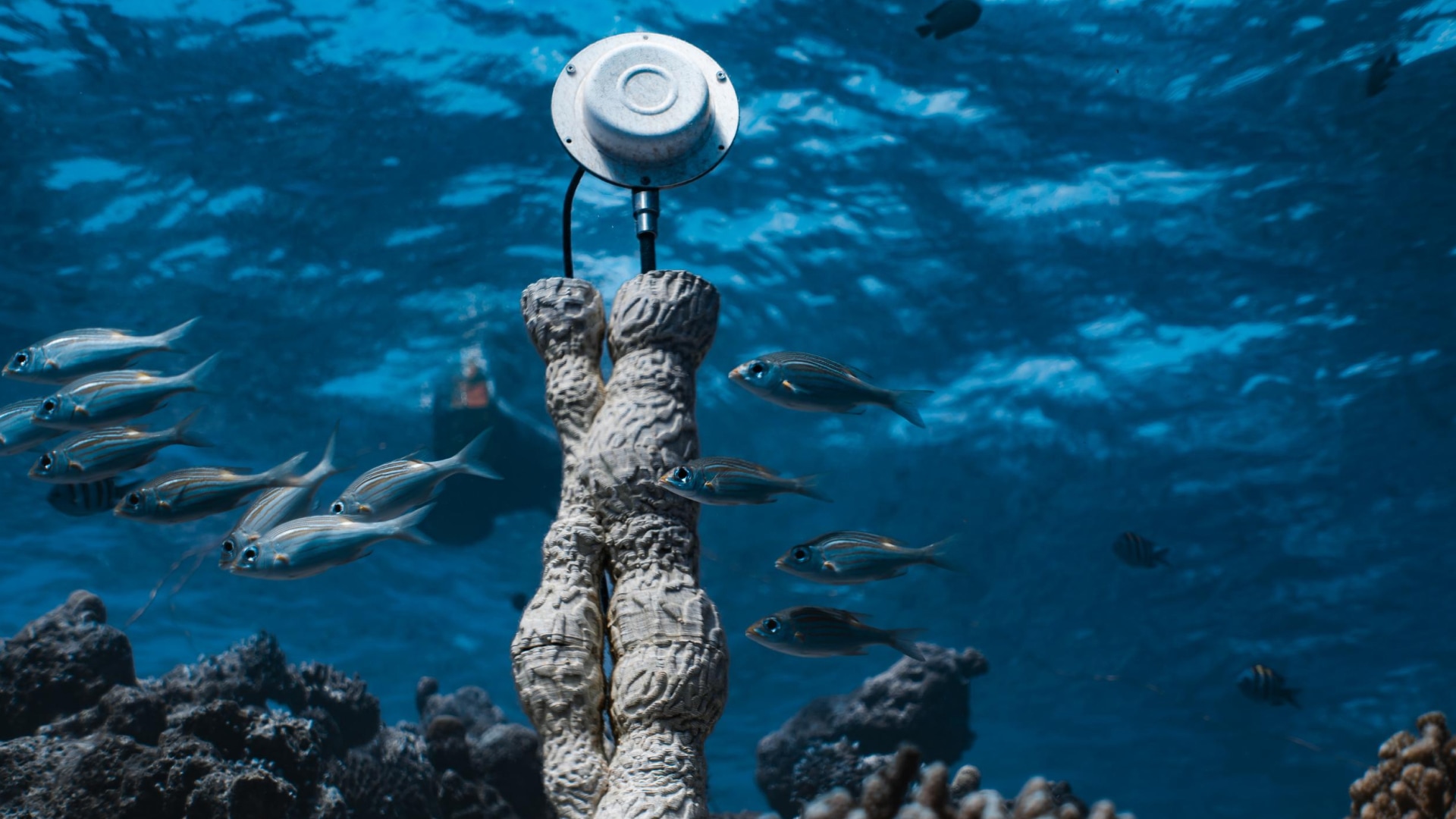 音がサンゴ礁の生態系に与える影響を探る。マルコ・バロッティの個展「CORAL SONIC RESILIENCE」をCONTRASTで開催